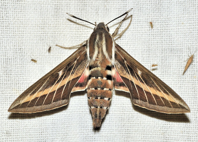 Hyles livornica